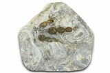Dinosaur (Grallator) Track - Negative Impression #366855-1